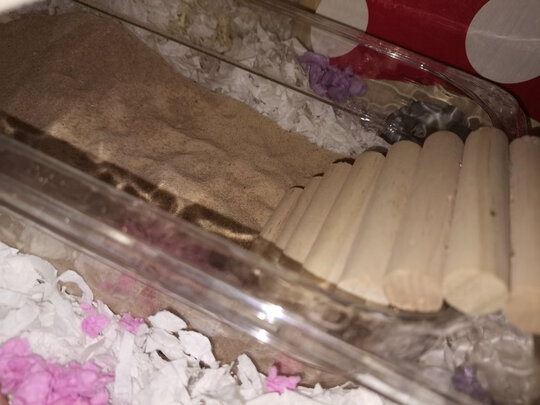 仓鼠浴沙