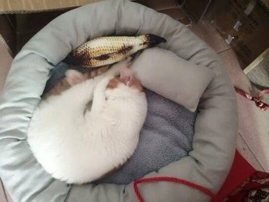 狗窝