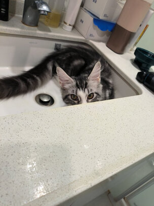 猫粮罐头