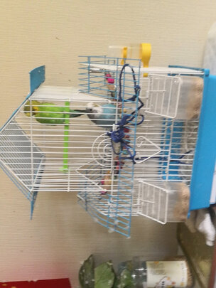 鸟粮