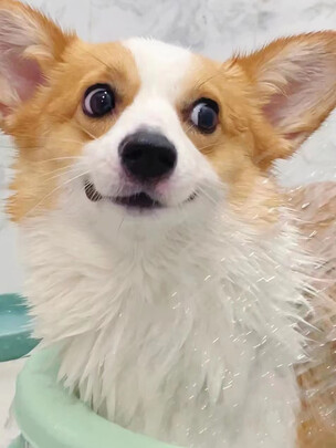 宠物消毒液