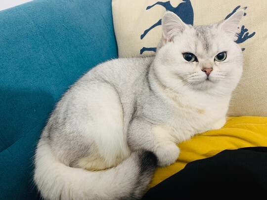 猫粮罐头