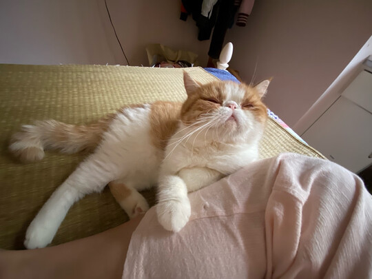 猫条猫零食