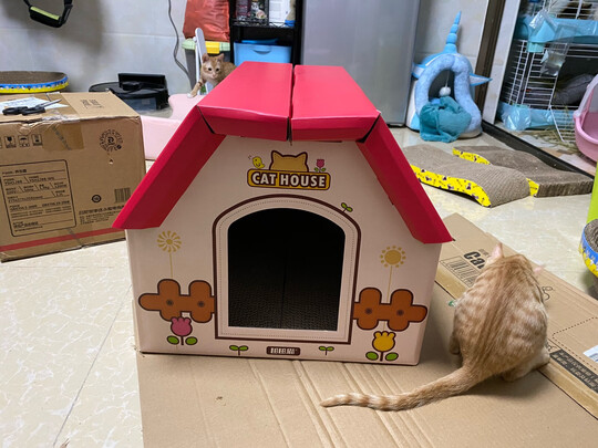 猫窝