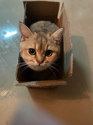 猫碗狗碗