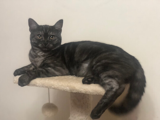 猫爬架