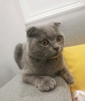 宠物除臭剂