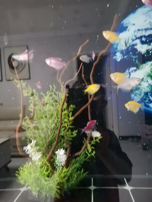 鱼缸硝化细菌