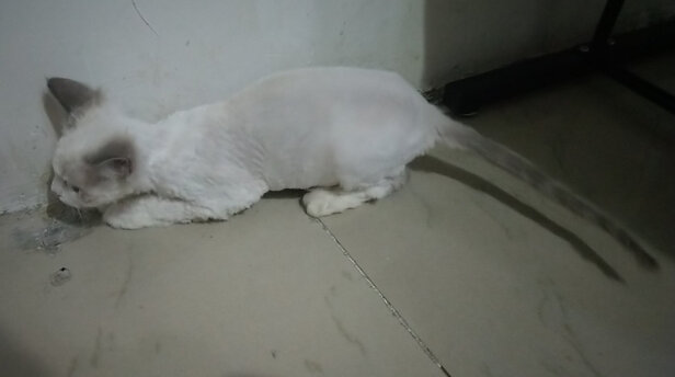 猫咪剃脚毛器
