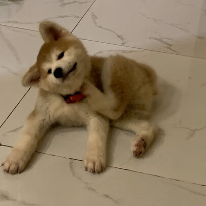  狗笼