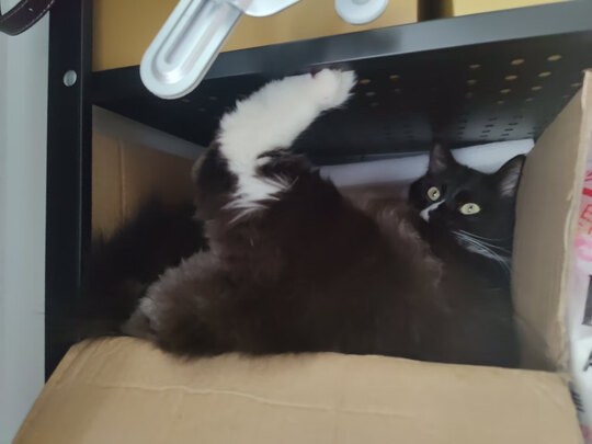 猫粮