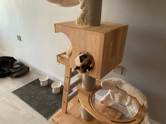猫爬架