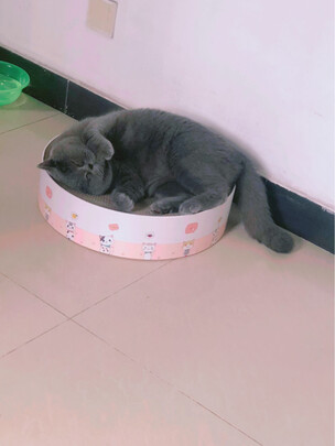 猫窝