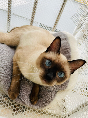 豆腐猫砂