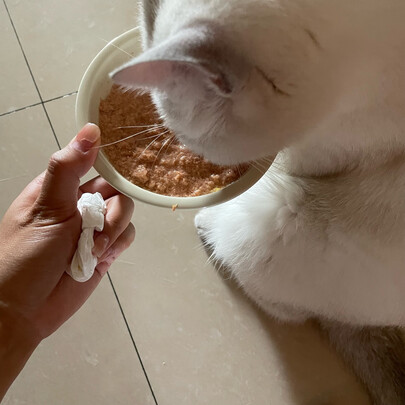 猫粮罐头
