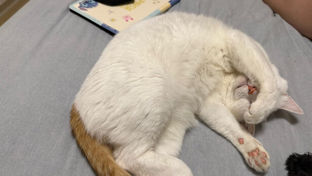 猫罐头