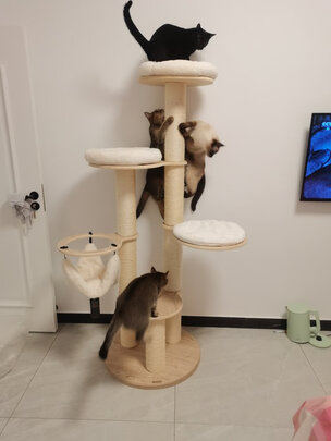 猫爬架
