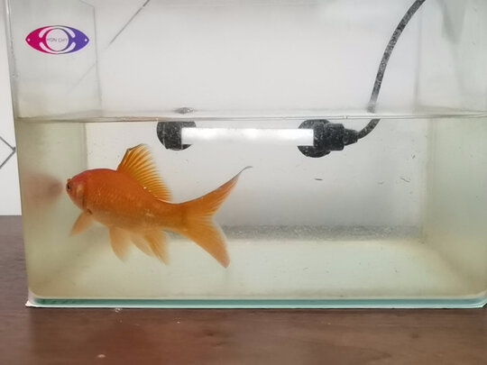 鱼缸加热棒