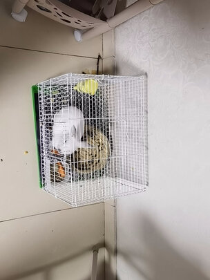 兔笼子