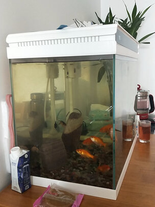 智能鱼缸
