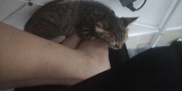 猫条猫零食