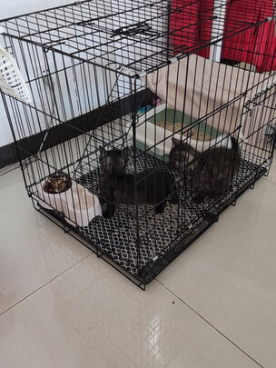  猫笼