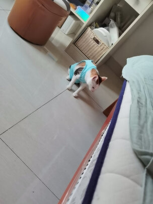 宠物航空箱