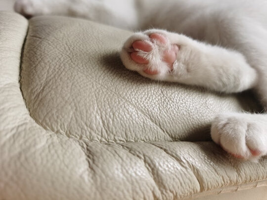 猫爬架