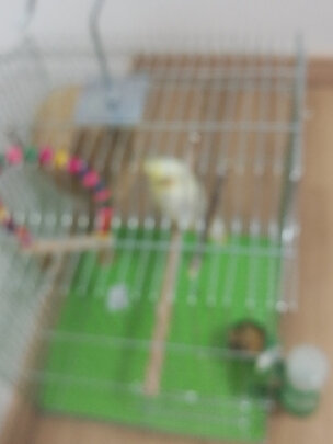 鸟笼