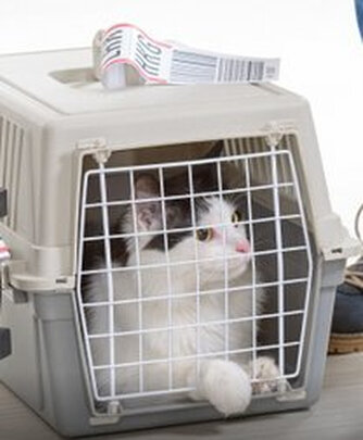 猫窝