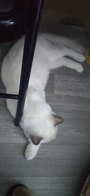 猫玩具