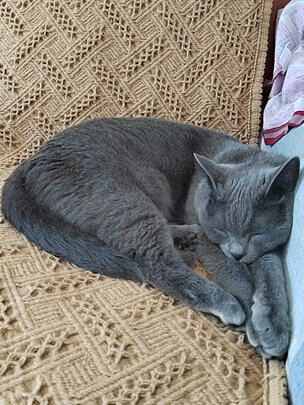 猫窝