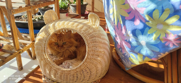 猫窝
