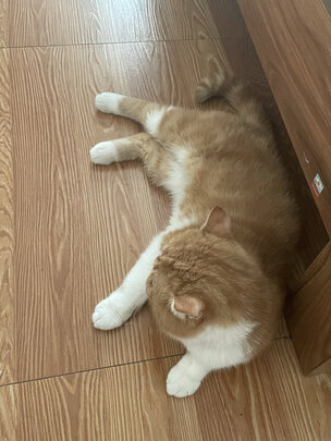 猫砂盆