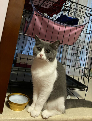 猫笼