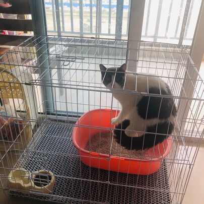 猫笼