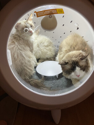  宠物烘干箱