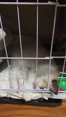 猫笼