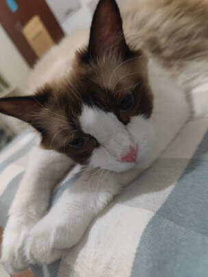 猫条猫零食