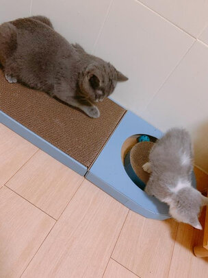 猫抓板