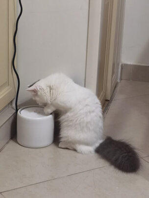宠物饮水机
