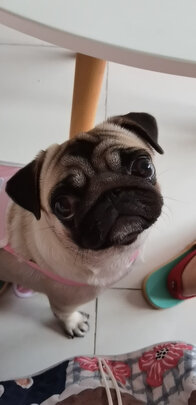 狗狗生理裤