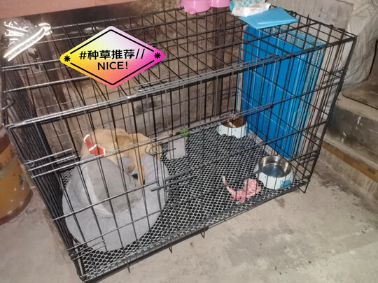 狗笼