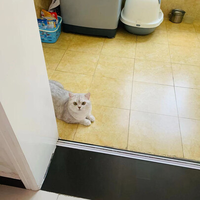 猫粮
