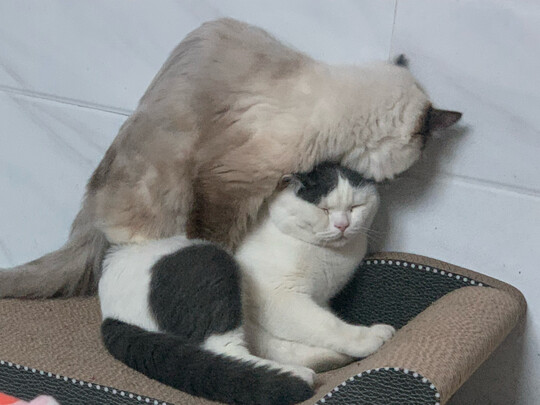 猫窝