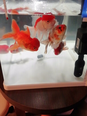 鱼缸净水剂