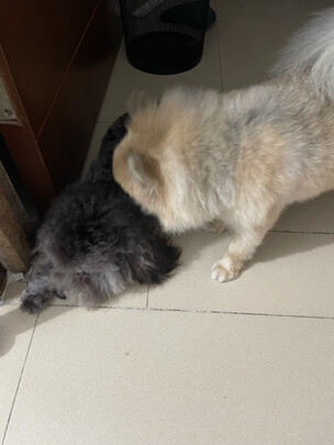 狗狗磨牙棒