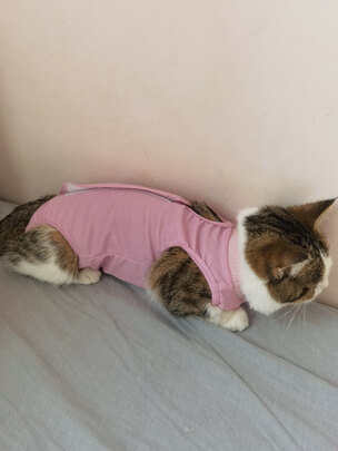 猫咪手术服