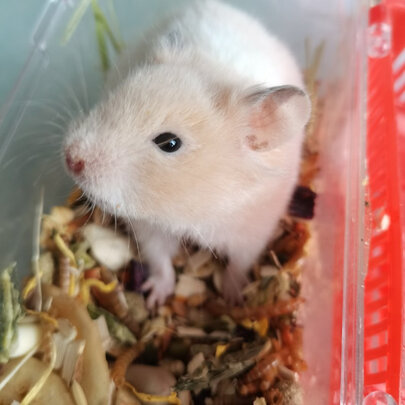 仓鼠零食
