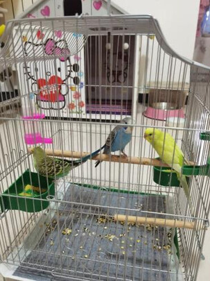 鸟笼